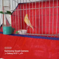 قناری|پرنده|ملایر, |دیوار