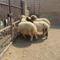 بز نر گوسفند و بره نر