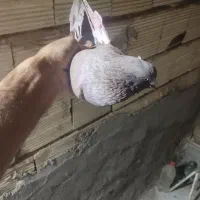 کبوترگرفتنی|پرنده|قم, نیروگاه|دیوار