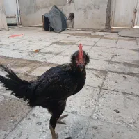 خروس سرحال وچاق برای فروش