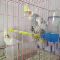 عروس هلندی