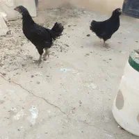 جوجه مرغ