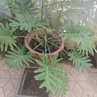 گل و گیاهان طبیعی|گل و گیاه طبیعی|شیراز, فرهنگ شهر|دیوار