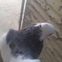 طوقی|پرنده|قم, شهرک قدس|دیوار