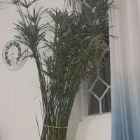 فروش،فوری نخل مردابی|گل و گیاه طبیعی|کوهدشت, |دیوار