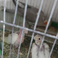 عروس جفت با  دوتا جوجه لوتینو