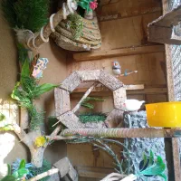 فنچ|پرنده|زاهدان, |دیوار