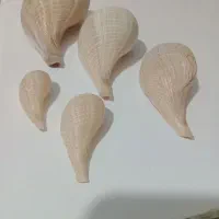 انواع گوش مایع های دریای زیبا و دل نواز