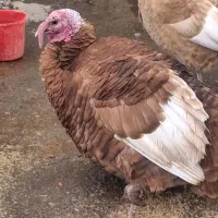 بوقلمون محلی قرمز.