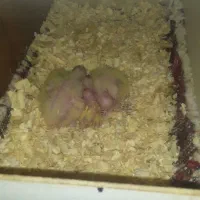 لامپ مادون قرمز ۲۴۰ وات و سرلاکی|لامپ و چراغ|هیرمند, |دیوار