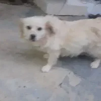 سگ پاپیی رایگان