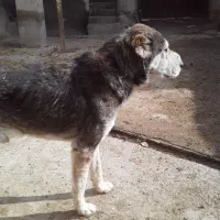 سگ گله|سگ|قوچان, |دیوار