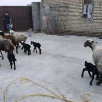 گوسفند - بره