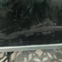 ال ای ۴۳