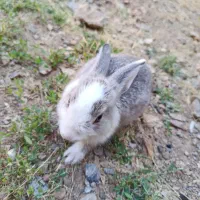 بچه خرگوش باهوش