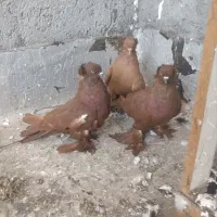 ککیلی