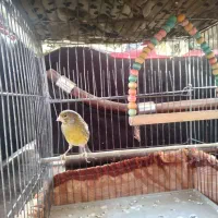 قناری نر بخون|پرنده|پاکدشت, شهرک امام رضا|دیوار