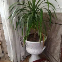 گل و گلدون