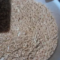 گندم درجه یک