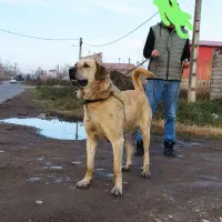 توله سگ سرابی با مادر