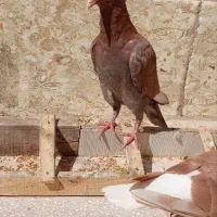 کله سفید نر|پرنده|سبزوار, زینبیه|دیوار