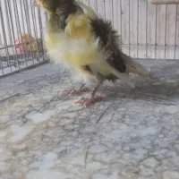 فروش قناری|پرنده|الوند, |دیوار