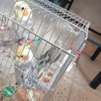 عروس هلندی شیطون تخم گذار