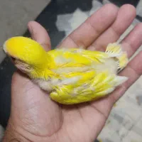 کوتوله سرلاکی