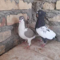 کبوتر سینه ای و اصفهانی