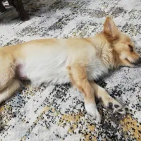 نگهداری شبانه روزی سگ و گربه در منزل|خدمات پیشه و مهارت|اصفهان, خانه اصفهان|دیوار