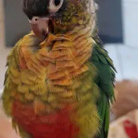 طوطی گرینچیک|پرنده|اهواز, معین زاده|دیوار