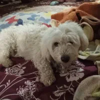 سگ نره دوساله برای نگه جای نگه دارشوندارم