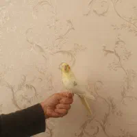 عروس هلندی نر آماده آماده