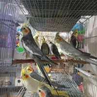 عروس هلندی قناری و..|پرنده|خرم‌آباد, |دیوار