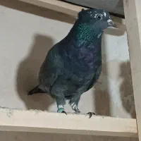 گرفتنی|پرنده|کشاورز, |دیوار