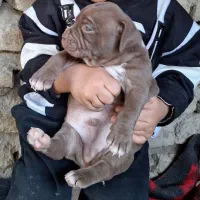 توله امریکن پیت بول|سگ|تهران, سعادت‌آباد|دیوار