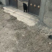 سگ پاکوتاه ۸ماهه|سگ|صحنه, |دیوار