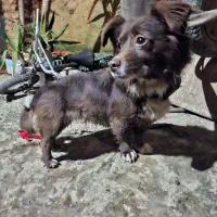 اقاف فراقت وسگ بازی