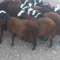 فروش ۳۰راس بره نرو ماده سیاه شال جنس|حیوانات مزرعه|قزوین, |دیوار