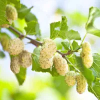 توت سفید و گیلاس