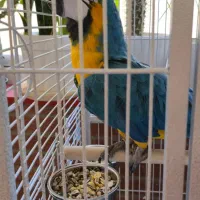 فروشارا سخنگو فول اهلی خانگی