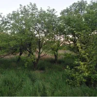 باغ سر سبز در حسین اباد قمصر5 ساعت اب