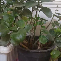 گل های اپارتمانی