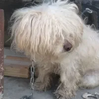 سگ پشمالو|سگ|مشهد, باغون آباد|دیوار