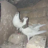 پرنده کفتر|پرنده|سلیمان, |دیوار