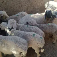 فروش بره و بزغاله نژاد خوب گوشتی|حیوانات مزرعه|زابل, |دیوار