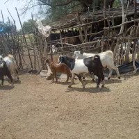 گوسفد