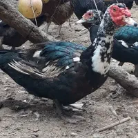 فروش اردک خارجی نر