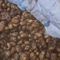 سیب زمینی بذری  اگریا مدل 402