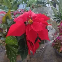 گل آپارتمانی